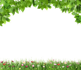 Fresh green grass with flowers and leaves on white background