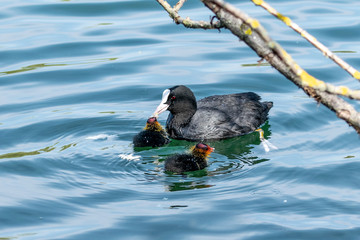 Moorhen ducklings in spring