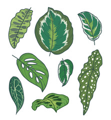 Drawn vector art collection with different exotic houseplant leaves like Begonia, Calathea or Pothos