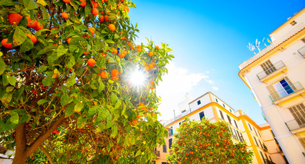 Orange trees in Valencia, Spain - obrazy, fototapety, plakaty