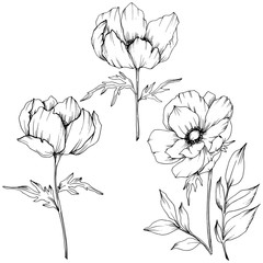 Vector Anemone floral botanical flowers. Black and white engraved ink art. Isolated anemone illustration element.