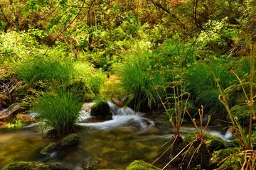 Spring; Mountain brook , Stream , Water Movement