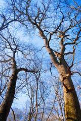 Big old oak trees without foliage against blue sky background in spring