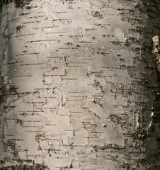 Obraz premium Birch tree bark texture natural background