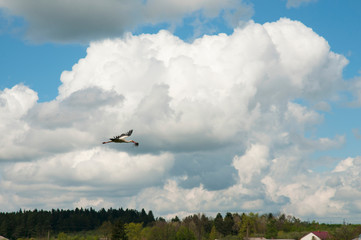 beautiful stork birds in the nest in the spring on a clear day