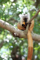 lemur on a tree