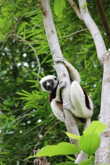 jungle dwellers