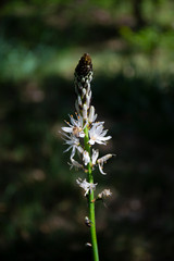 single asphodelus albus flower