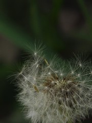 dandelion on black background