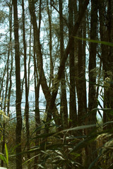 trees in the forest, nature walk bush green lush 