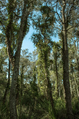 tall trees forest bush nature greenery wood leaves