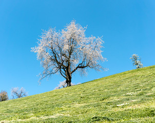 Obraz premium close up view of a single cherry tree with white blossoms under a blue sky in a green field