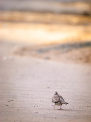 Dove Walking on The Street