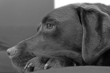 Black and white chocolate labrador face