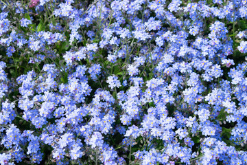 Background of blue flowers