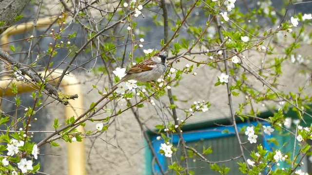 hungry sparrow eating flowers from a tree