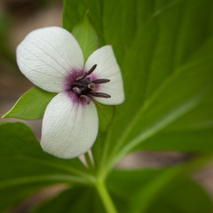 This is a Southern Nodding Trillium (Trillium rugelii) which grows in the spring in the southesastern Unietd States. The bloom hangs down beneath the leaves.