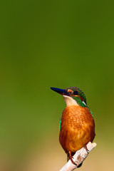 Cute colorful bird. Kingfisher. Green nature background. 