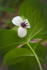 This is a Southern Nodding Trillium (Trillium rugelii) which grows in the spring in the southesastern Unietd States. The bloom hangs down beneath the leaves.