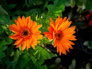 Orange Gerbera Flowers Blooming from Pots