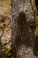 Moss on tree in forest on background,close up