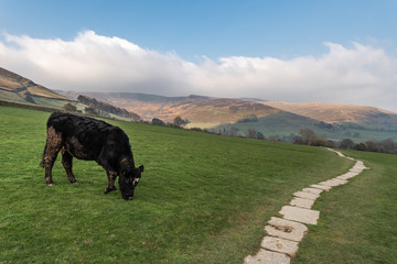 Fototapeta na wymiar Black cow grazing on mountain field, Peak District, England