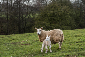 Sheep mum and her baby lamb posing for photo 