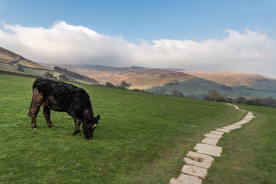 Black cow grazing on mountain field, Peak District, England