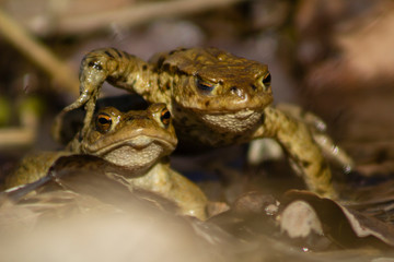 Two male common frogs on their way to a body of water to breed after hibernation, one frog walking over the other.