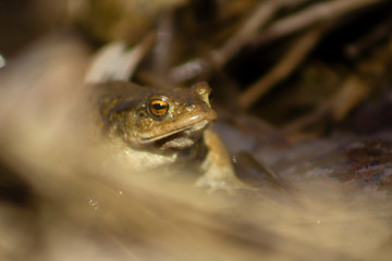 Common frog isolated with blurry foreground and background due to shallow depth of field.