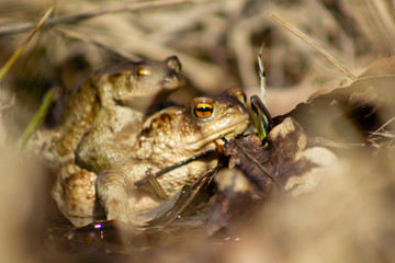 Common frogs on their way to water to breed after hibernation.