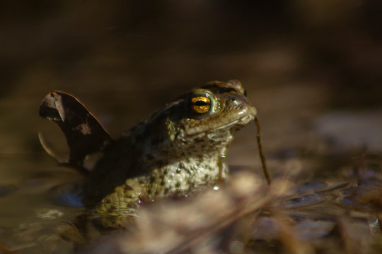 Common frog sitting in water with a leaf on its head. Photographed from the side, blurry background and foreground from shallow depth of field.