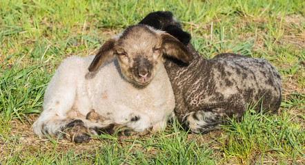 Kuschelnde Lämmchen Lämmer Lämmchenzeit