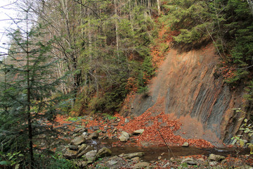 forest in mountains autumn 