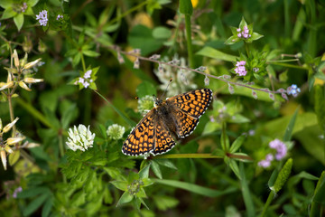 Obraz premium feldblumenwiese mit schmetterling in der dämmerung