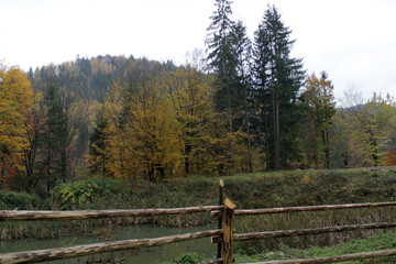 forest in mountains autumn 