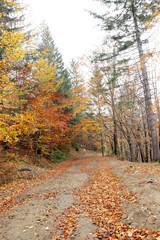 forest in mountains autumn 