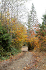 forest in mountains autumn 
