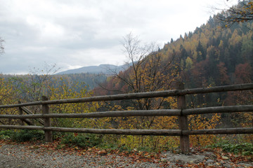 forest in mountains autumn 