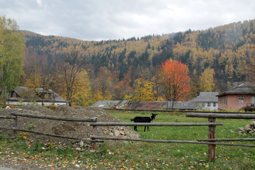 forest in mountains autumn 