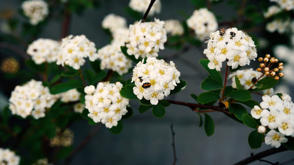 white flowers in garden