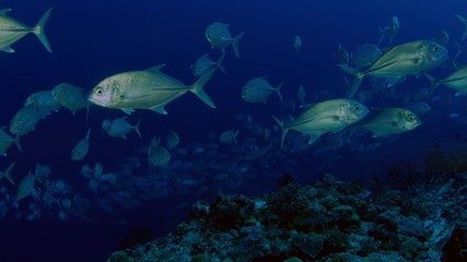 A huge school of Jacks. Big eye Trevally Jack, (Caranx sexfasciatus) Forming a polarized school, bait ball or tornado,Maldives, Indian Ocean, slow motion