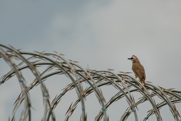 a white brown house sparrow with black eyes perched on barbed and rusty iron wire and was lurking on its food