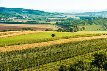 Fototapeta na wymiar Sunny fields of Moravia
