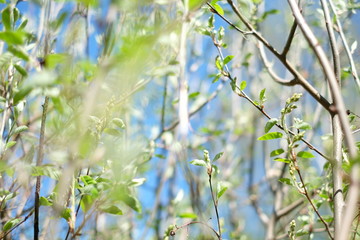 green leaves of tree in spring