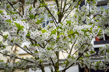 Baum blüht im Frühling weiß vor einem Haus