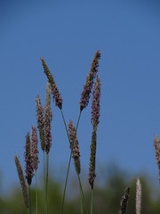 Fototapeta premium ears of wheat
