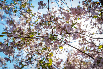 Baum blüht im Frühling pink weiß