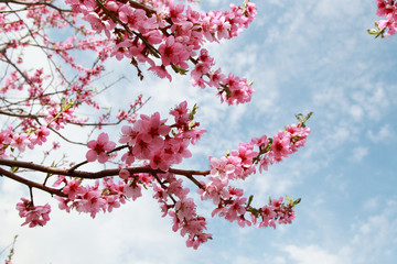 luxurious peach blossoms in spring