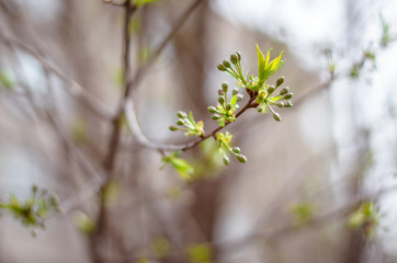nature